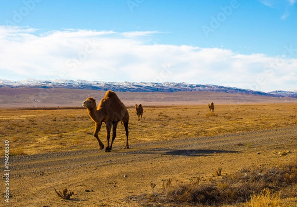 Fototapeta Camels in the Steppe and Mountains