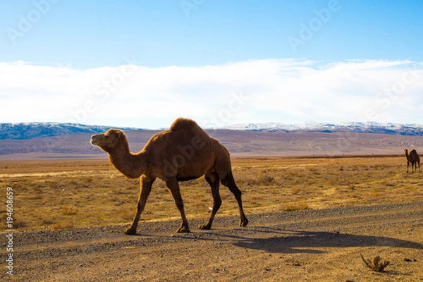 Fototapeta Camels in the Steppe and Mountains