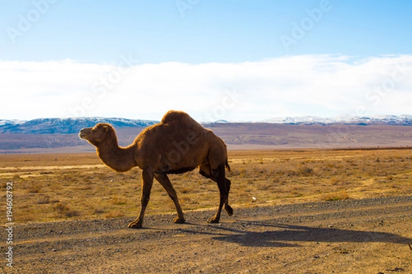 Fototapeta Camel in the Steppe and Mountains