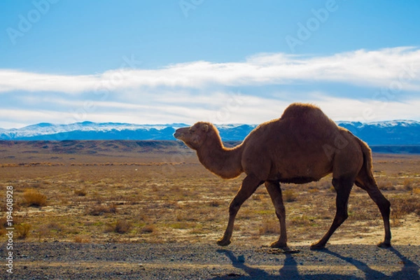 Fototapeta Camel in the Steppe and Mountains
