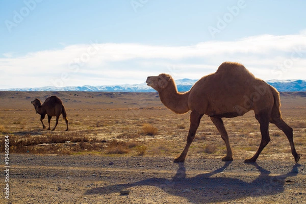 Obraz Camels in the Steppe and Mountains