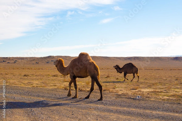 Obraz Camels in the Steppe and Mountains