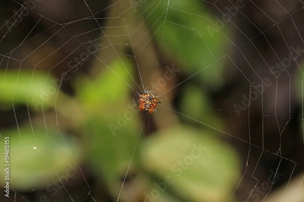 Fototapeta spider