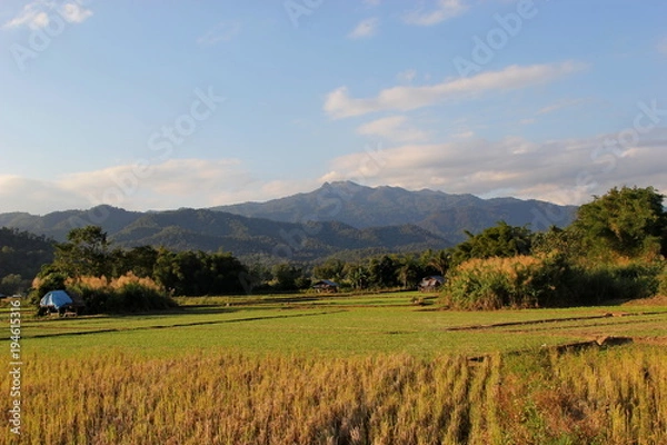 Obraz field and mountain