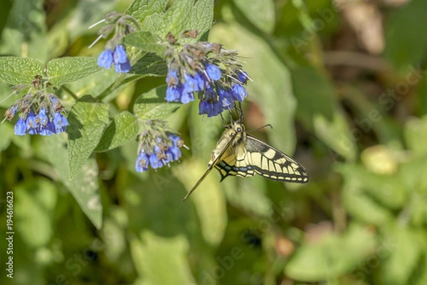 Obraz Papilio machaon