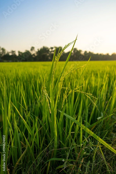 Obraz Jasmine rice plant in the rice farm with beautiful sunlight of the evening..