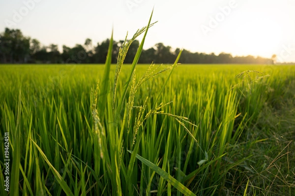 Obraz Jasmine rice plant in the rice farm with beautiful sunlight of the evening..