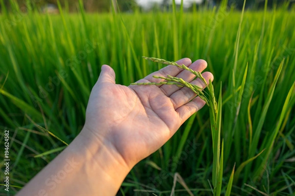 Obraz Image of young paddy of the jasmine rice on the left hand.