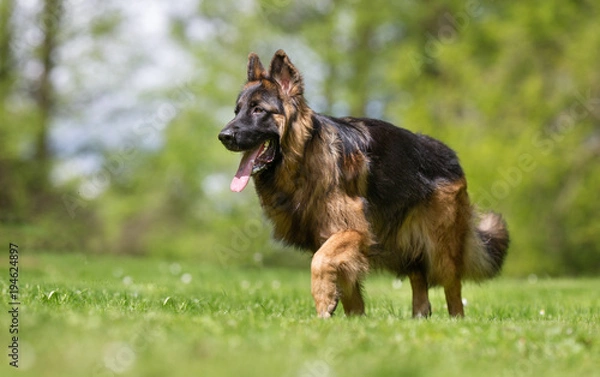 Obraz German shepherd dog