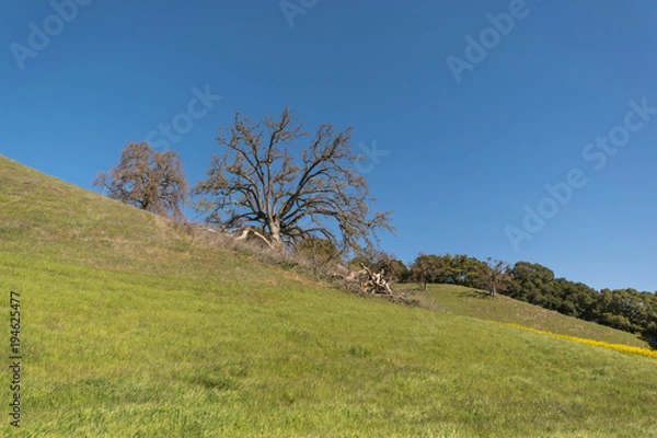 Fototapeta Rolling green hill, with an old oak tree, mustard wild flowers and a deep blue sky