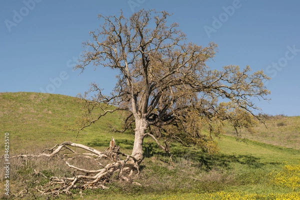 Fototapeta Old oak tree with falling branches, rolling green hill and deep blue sky