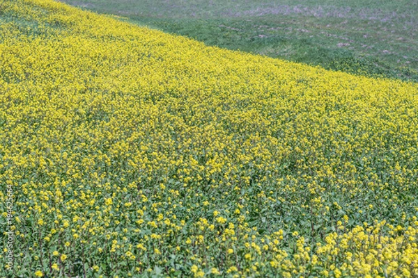 Fototapeta Up close shot of multiple mustard flowers, cascading down a rolling green hill