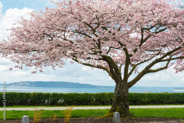 Fototapeta Blooming Japanese Cherry Tree overlooking Bay