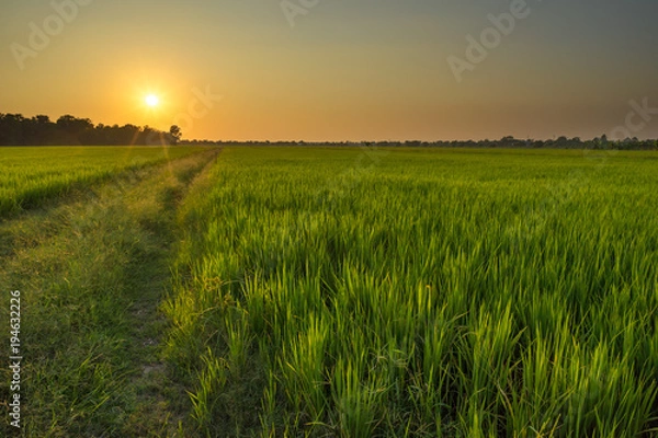 Obraz Jasmine rice farm with beautiful sunset.