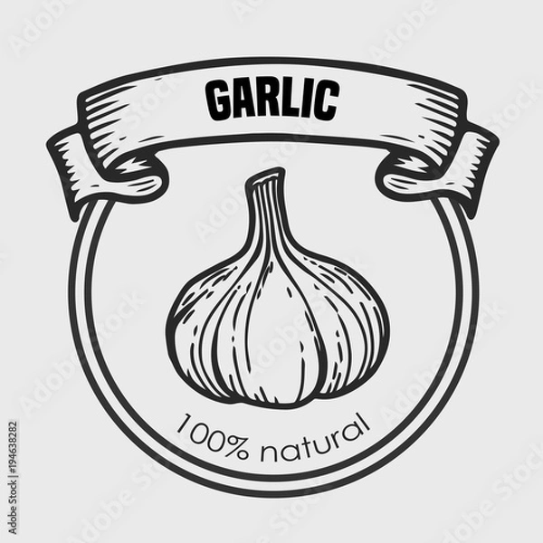 Fototapeta Rysunek wektor czosnku