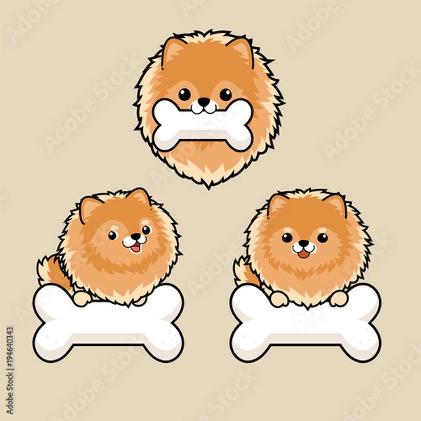 Fototapeta Close up head shot , set of Cute cartoon character design Pomeranian dog ,bit white bone.