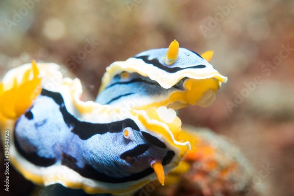 Fototapeta Nudibranch