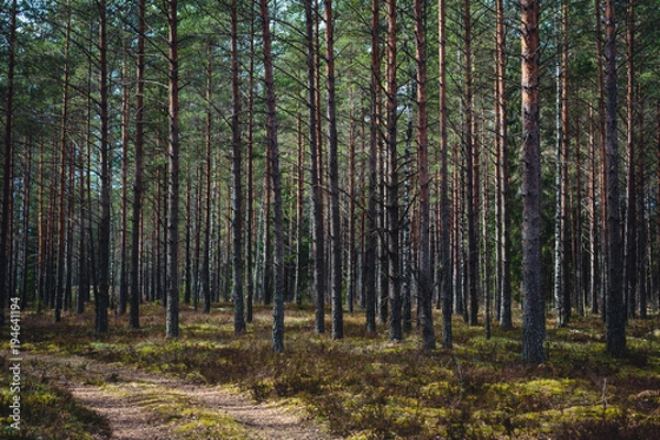 Fototapeta a path in a pine forest