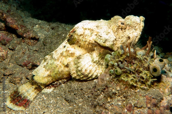 Fototapeta Scorpion Fish