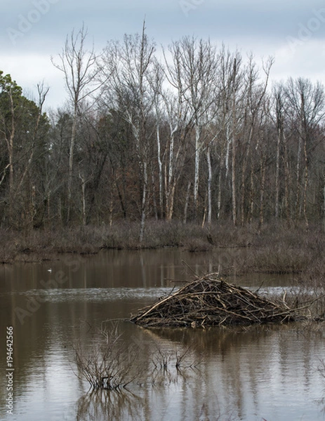 Obraz Beaver Lodge in Spring