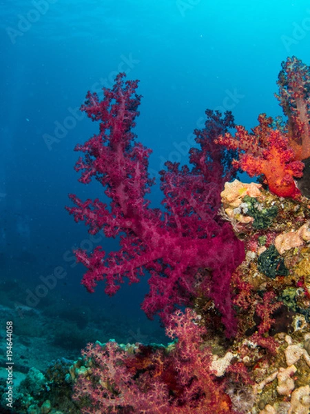 Fototapeta Soft Coral