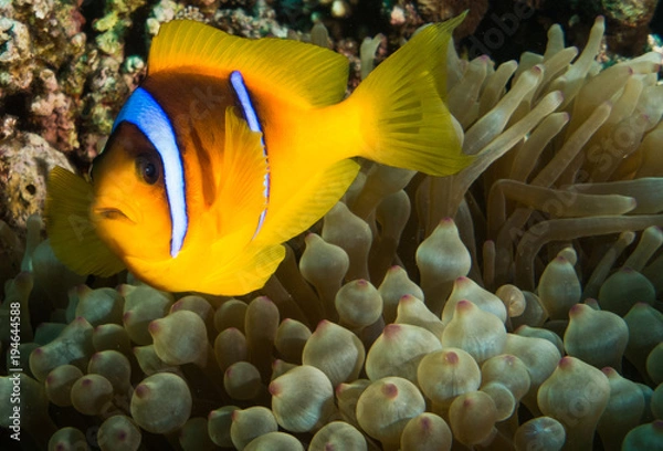 Fototapeta Clown Fish