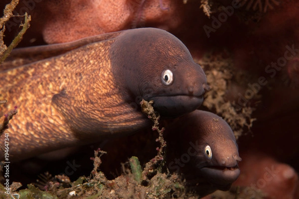 Fototapeta  Twins (Moray eels)