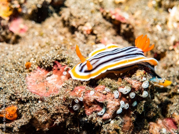 Fototapeta Pyjama Nudibranch