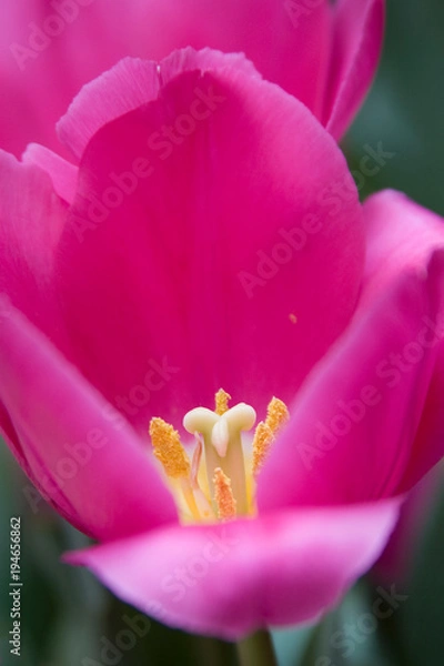 Obraz Pink Tulip II