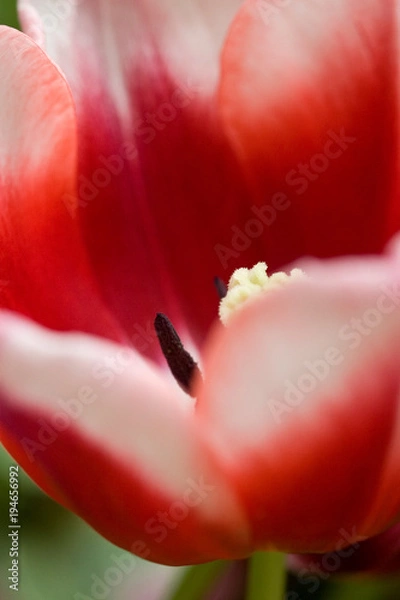 Obraz Red & White Tulip