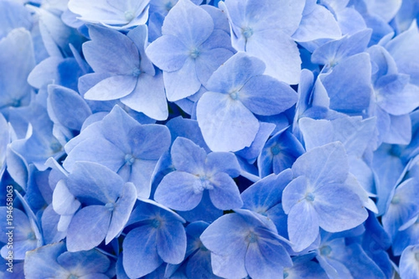 Obraz Hydrangea