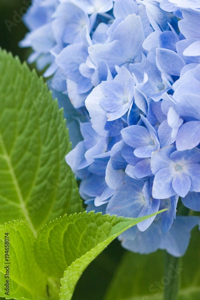 Obraz Hydrangea