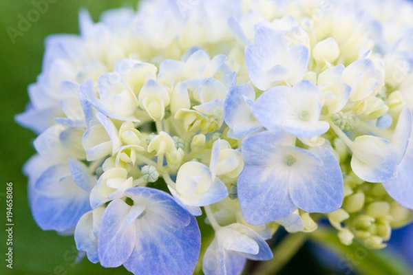 Obraz Hydrangea