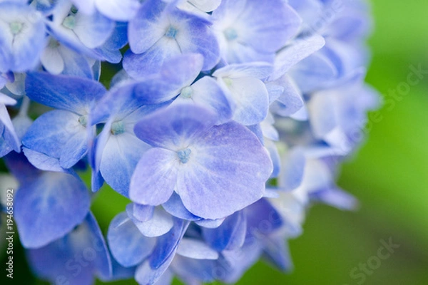 Obraz Hydrangea