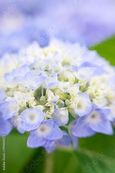 Obraz Hydrangea