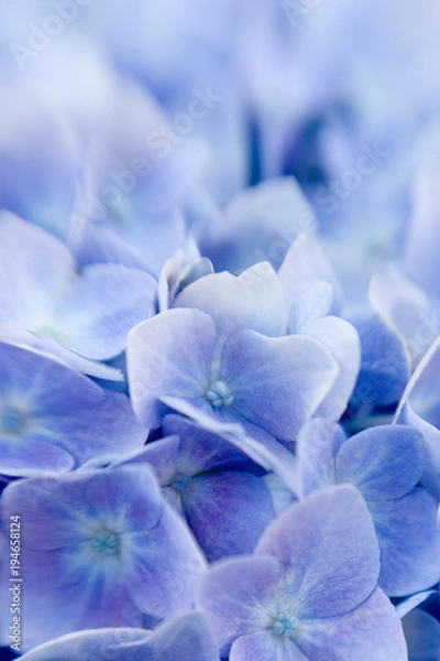 Obraz Hydrangea