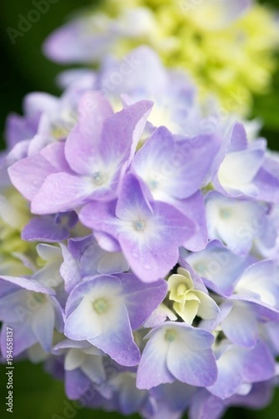 Obraz Hydrangea