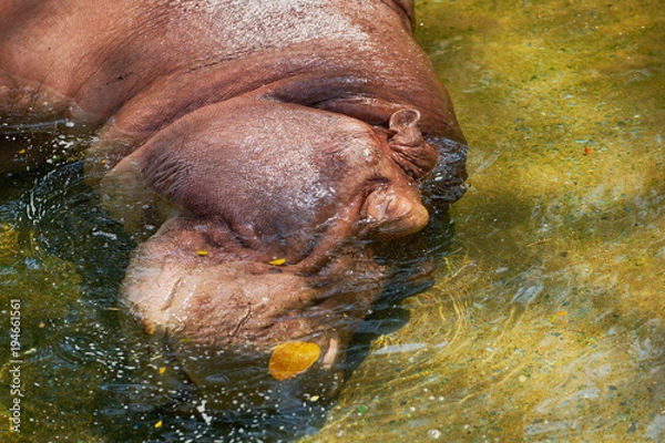 Obraz hippo or hippo potamus lie down and close eye in the water look happy and relex ,cool, in sunny day