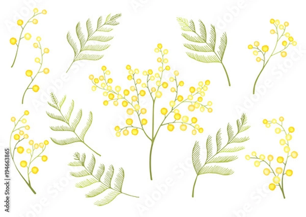 Obraz Mimosa flower spring clipart set isolated on white