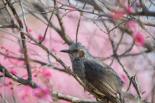 Fototapeta ひよどり