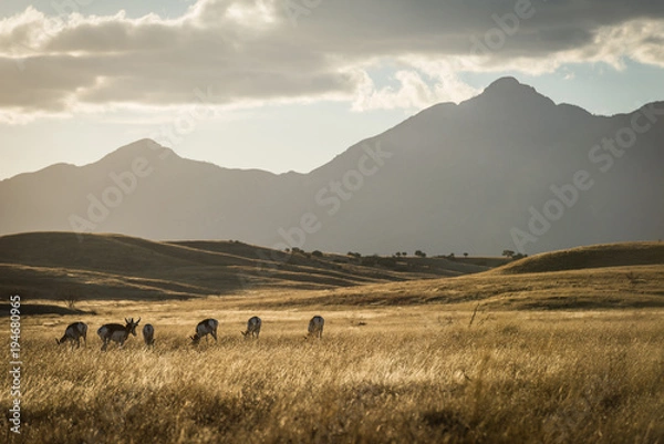 Obraz Sonoita Antelope