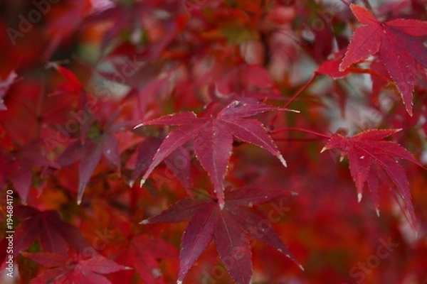 Obraz 根来寺の紅葉