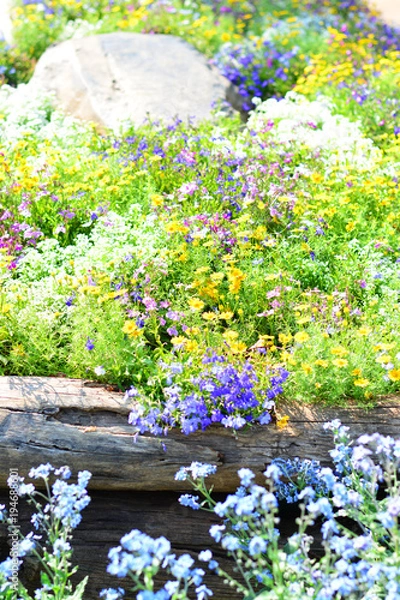 Obraz Colorful blooming daisy garden.