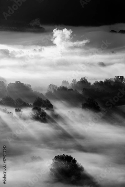 Fototapeta trees in the fog - black and white photo