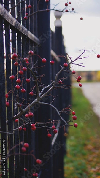 Obraz Веточка рябины