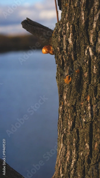 Obraz Осеннее дерево