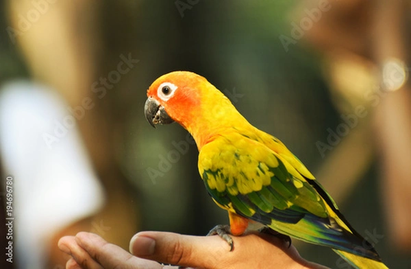 Fototapeta parrot