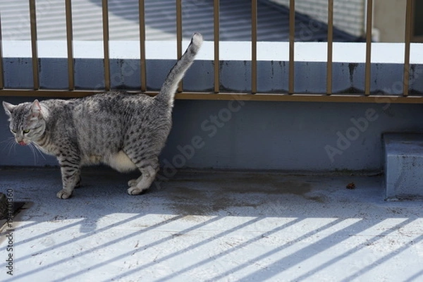 Fototapeta 屋上のエジプシャンマウ