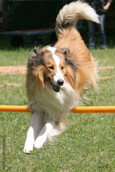 Obraz Collie beim Agility