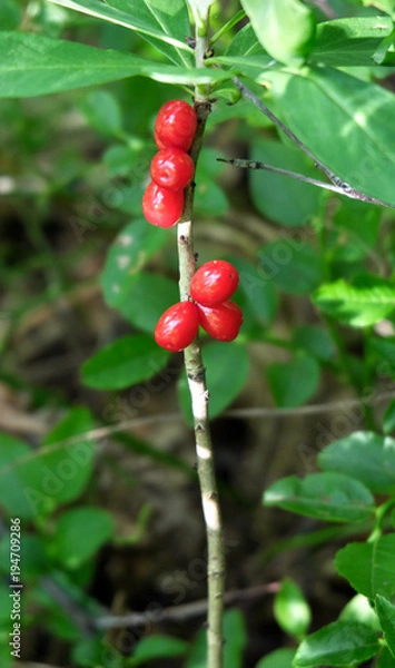 Fototapeta Ягоды